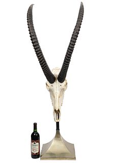 Anthony Redmile Mounted Impala Horns & Skull
