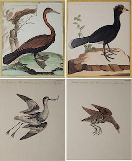 4  19th c. Ornithological prints