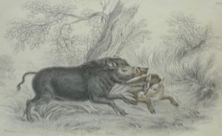 Framed Engraving of Boars
