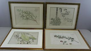 Lot of 4 Hand Colored Botanical Framed Prints.