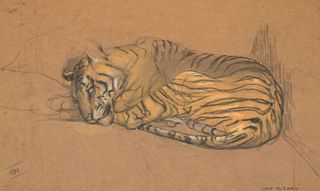 John Macallan Swan Tiger Drawing