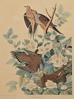 Audubon Havell Ed., Carolina Pigeon or Turtle Dove, Plate 17, First Edition