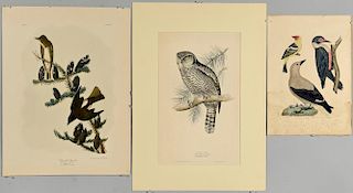 3 Bird Prints, Gould, Audubon and Wilson.