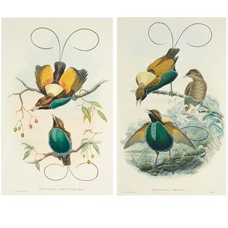 Birds of New Guinea J. Gould 