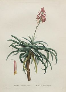 Pierre Joseph Redoute - Aloe arborescens