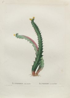 Pierre Joseph Redoute - Euphorbia uncinata