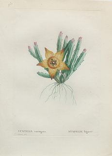 Pierre Joseph Redoute - Stapelia variegata