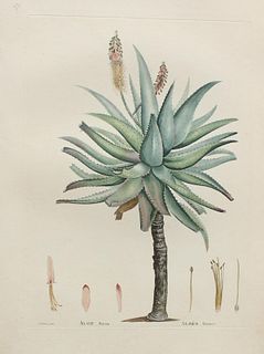 Pierre Joseph Redoute - Aloe ferox