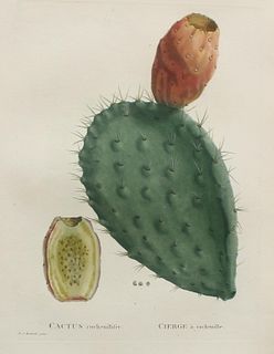 Pierre Joseph Redoute - Cactus C