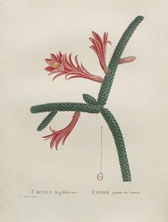 Pierre Joseph Redoute - Cactus flagilliformis
