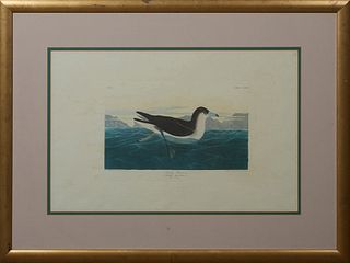 John James Audubon (1785-1851), "Dusky Petrel," No. 60, Plate 249, Amsterdam edition, presented in a wide gilt frame, H.- 19 7/8 in., W.- 30 1/4 in.