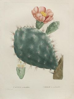 Pierre Joseph Redoute - Cactus cochemillifer