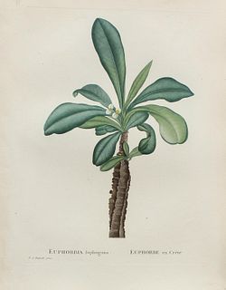 Pierre Joseph Redoute - Euphorbia L