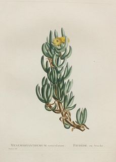Pierre Joseph Redoute - Mesmbryanthemum V