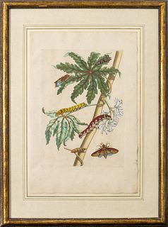Joseph Mulder Botanical Hand-Colored Engraving