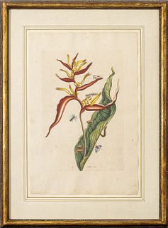 Joseph Mulder Botanical Hand-Colored Engraving