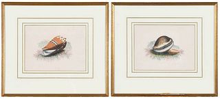 Two Conchological Engravings, Framed