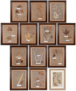Thirteen Pressed Botanical Specimens, Framed