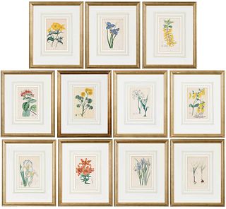 Eleven Prints, Sydenham Edwards' Botanical Register