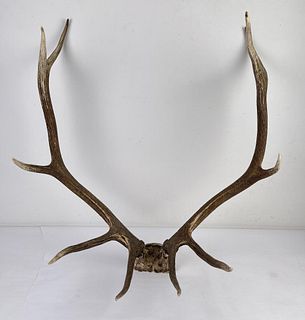 Montana Rocky Mountain Elk Horns Taxidermy