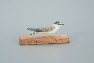 Miniature Least Tern, A. Elmer Crowell (1862-1952)