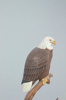 Rare Miniature Bald Eagle, Allen J. King (1878-1963)