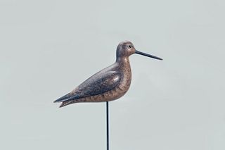 Long-Billed Dowitcher, Mark S. McNair (b. 1950)