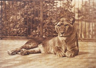THOMAS JAMES DIXON, Carbon Photograph, Lioness–19C