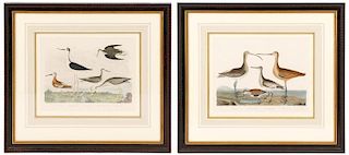 Two Alexander Wilson "American Ornithology" Prints