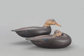 Black Duck Pair, Anthony G. Murray (1941-2005)