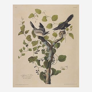 [Prints] Audubon, John James Loggerhead Shrike