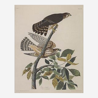 [Prints] Audubon, John James Pigeon Hawk