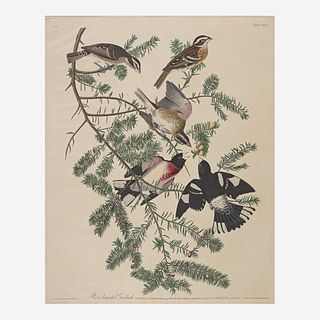 [Prints] Audubon, John James Rose-breasted Grosbeak