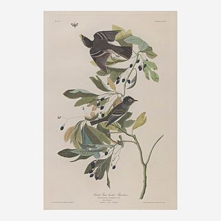 [Prints] Audubon, John James Small Green Crested Fly Catcher
