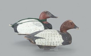 Two Canvasbacks