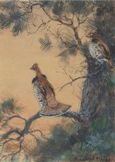 Aiden Lassell Ripley (1896-1969), Resting Grouse in Pine