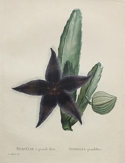 Pierre Joseph Redoute - Stapelie a grande fleur
