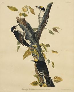 after JOHN JAMES AUDUBON (American 1785-1851) A PRINT, "Three-Toed Woodpecker," 20TH CENTURY,