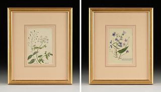 AUGUST FISCHER (Danish 1854-1921) TWO BOTANICAL PAINTINGS, "Bellflower," AND "Figwort and Chaerophyllum,"