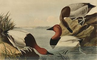 after JOHN JAMES AUDUBON (American 1785-1851) A PRINT, "Canvas Backed Duck (Fuligula vallisneria): View of Baltimore," ABBEVILLE EDITION, 1985,