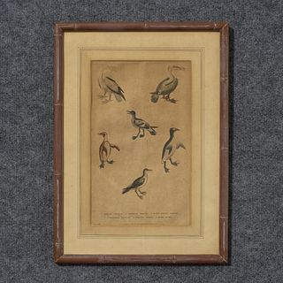 Hand Colored Engraving Of Sea Birds, Plate IXXIII, By