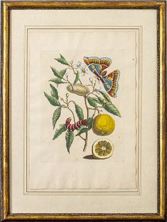 Dutch Botanical Lemon Tree Hand-Colored Engraving