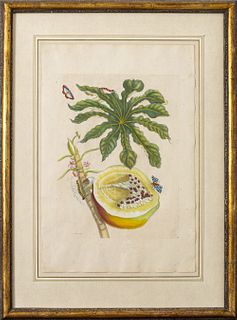 Pieter Sluyter Botanical Hand-Colored Engraving