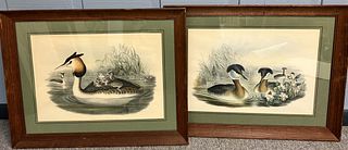 Two Gould & Richter Lithographs