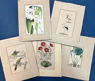 Five Bird and Botanical Prints