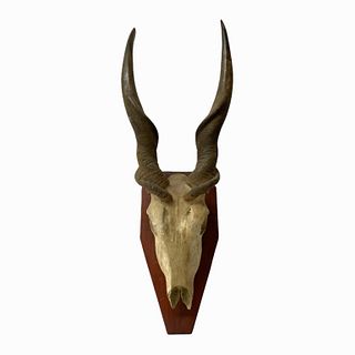 Taxidermy Antelope Skull With Horns Wall Mount