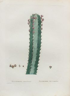 Pierre Joseph Redoute - Euphorbia canariensis II