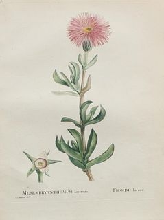 Pierre Joseph Redoute - Mesembryanthemum lacerum