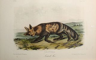John Woodhouse Audubon - Jackall Fox