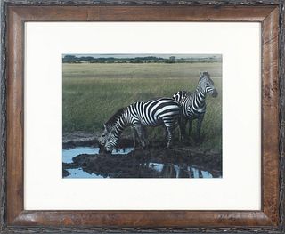 20th C. Photograph of African Zebras